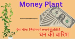 money plant benefits