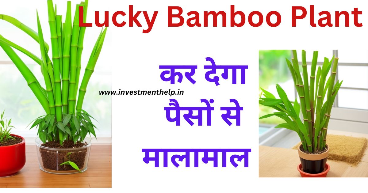 Lucky Bamboo Plant Images