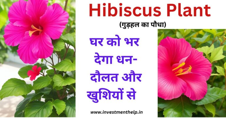 hibiscus plant