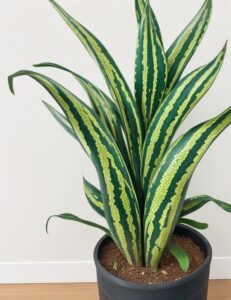 snake plant image