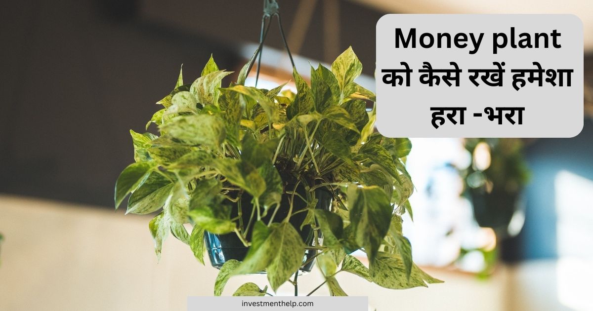 money plant