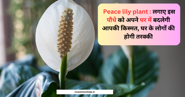 peace lily plant