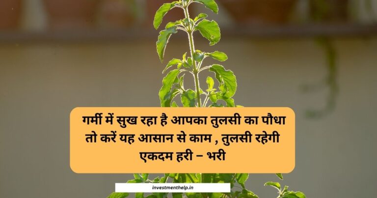 tulsi plant