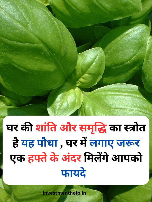 घर की शांति और समृद्धि का स्त्रोत है यह पौधा घर में लगाए जरूर एक हफ्ते के अंदर मिलेंगे आपको फायदे