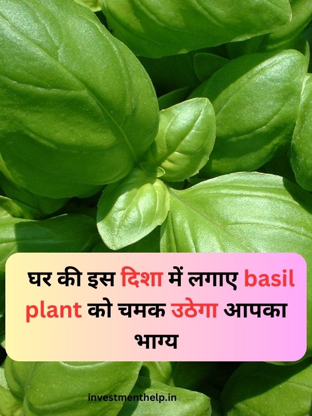 घर की इस दिशा में लगाए basil plant को चमक उठेगा आपका भाग्य