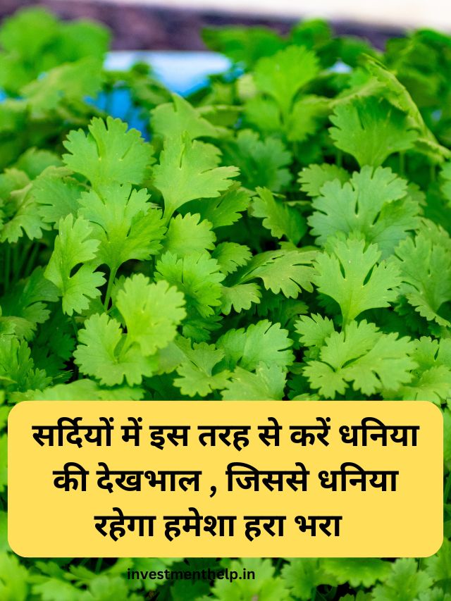 सर्दियों में इस तरह से करें धनिया की देखभाल , जिससे धनिया रहेगा हमेशा हरा भरा