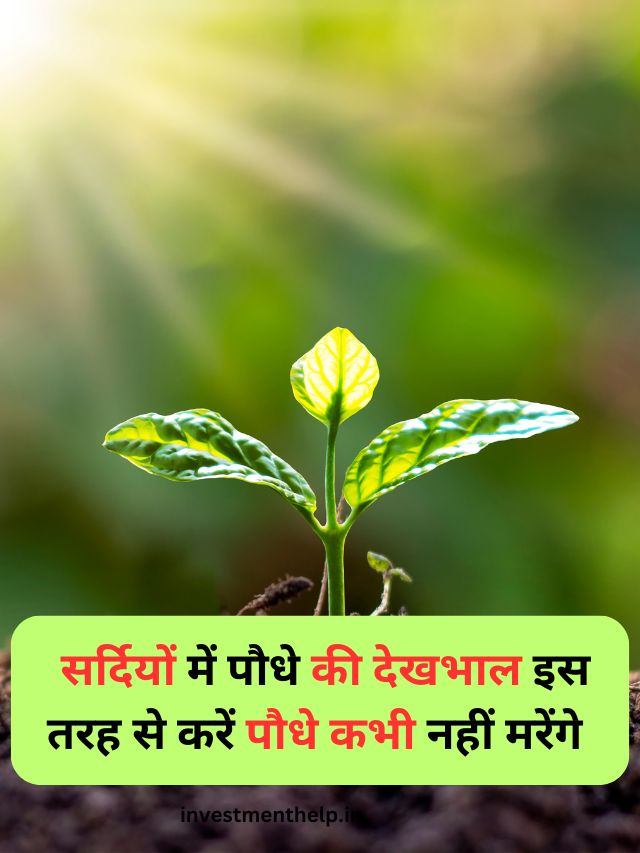 सर्दियों में पौधे की देखभाल इस तरह से करें पौधे कभी नहीं मरेंगे