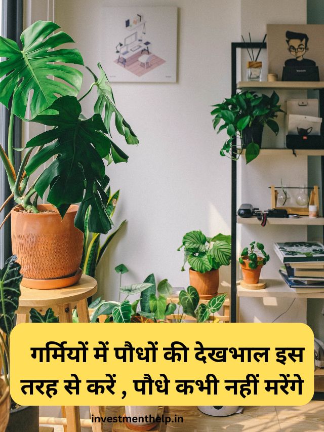 गर्मियों में पौधों की देखभाल इस तरह से करें , पौधे कभी नहीं मरेंगे